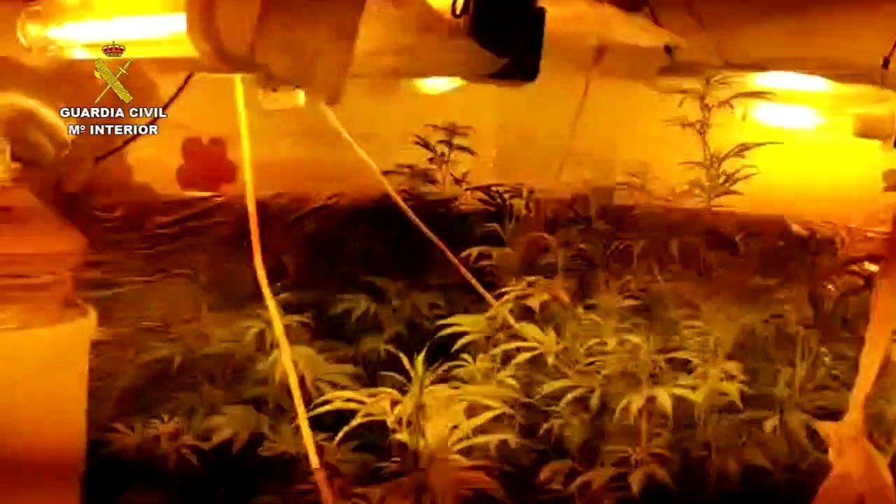Plantación de marihuana descubierta en Córdoba