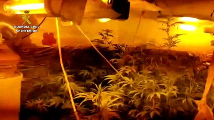 Plantación de marihuana descubierta en Córdoba