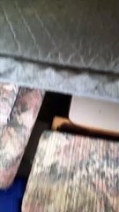 Camper Infested with Ants