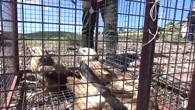 Tedavileri tamamlanan 5 şahin doğaya salındı - AFYONKARAHİSAR