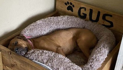 DIY Goofin: DOG BED FINISHED!