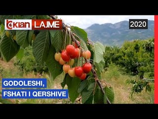 Godoleshi, fshati i qershive | Lajm - News