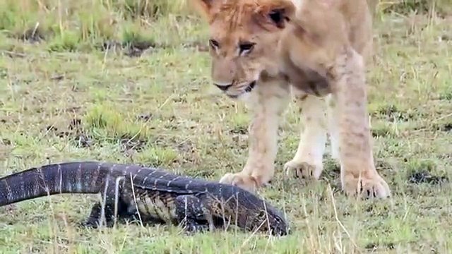 Buffalo Launches, Lion into, Air to Save Lizard, - Buffalo Vs Lion, Animal save ,another Animal