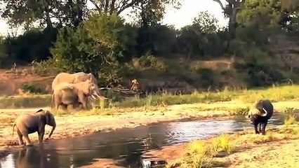 Buffalo save baby, Takes Down ,Biggest Elephant  ,Buffalo vs Elephant, - Animal save, another animal