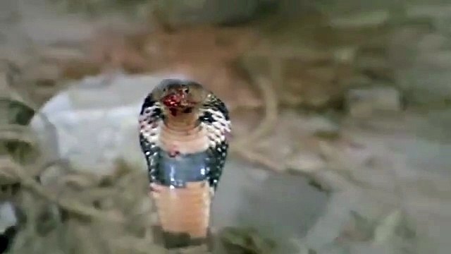 Cat Vs King Cobra ,Snake Cat ,Tiger Attack King, Cobra Real Fight, Tiger Attack Cobra ,Snake To Death