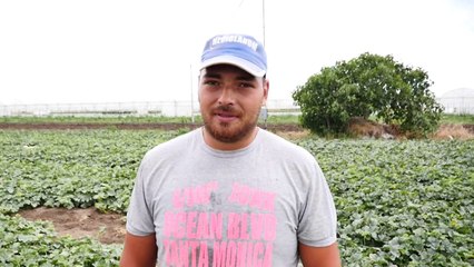 Bujqësi aspak e lehtë/ Divjakë, 2 të rinjtë tregojnë vështirësitë e punës në arë