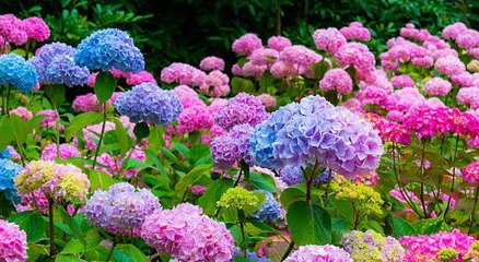 8 Secrets to the Longest Lasting Hydrangeas