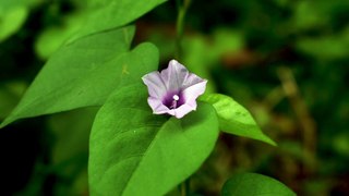 Purple Wild Flower | Royalty Free Stock Video Footage | Beautiful Sri Lanka | #19