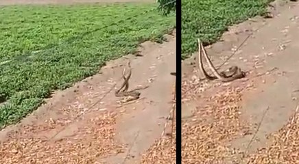 तीन सांपों के बाद गुजरात में अब प्रणय करते दिखी 2 सांपों की जोड़ी, किसान ने बनाया वीडियो