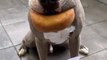 Soit ce chien n'aime pas les donuts soit il est très bien dressé