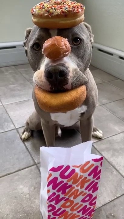 Soit ce chien n'aime pas les donuts soit il est très bien dressé