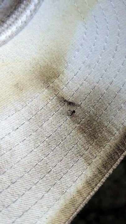 Entre le scorpion et la tique cet insecte est terrifiant