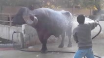 Petite toilette pour ce buffle géant... belle bête