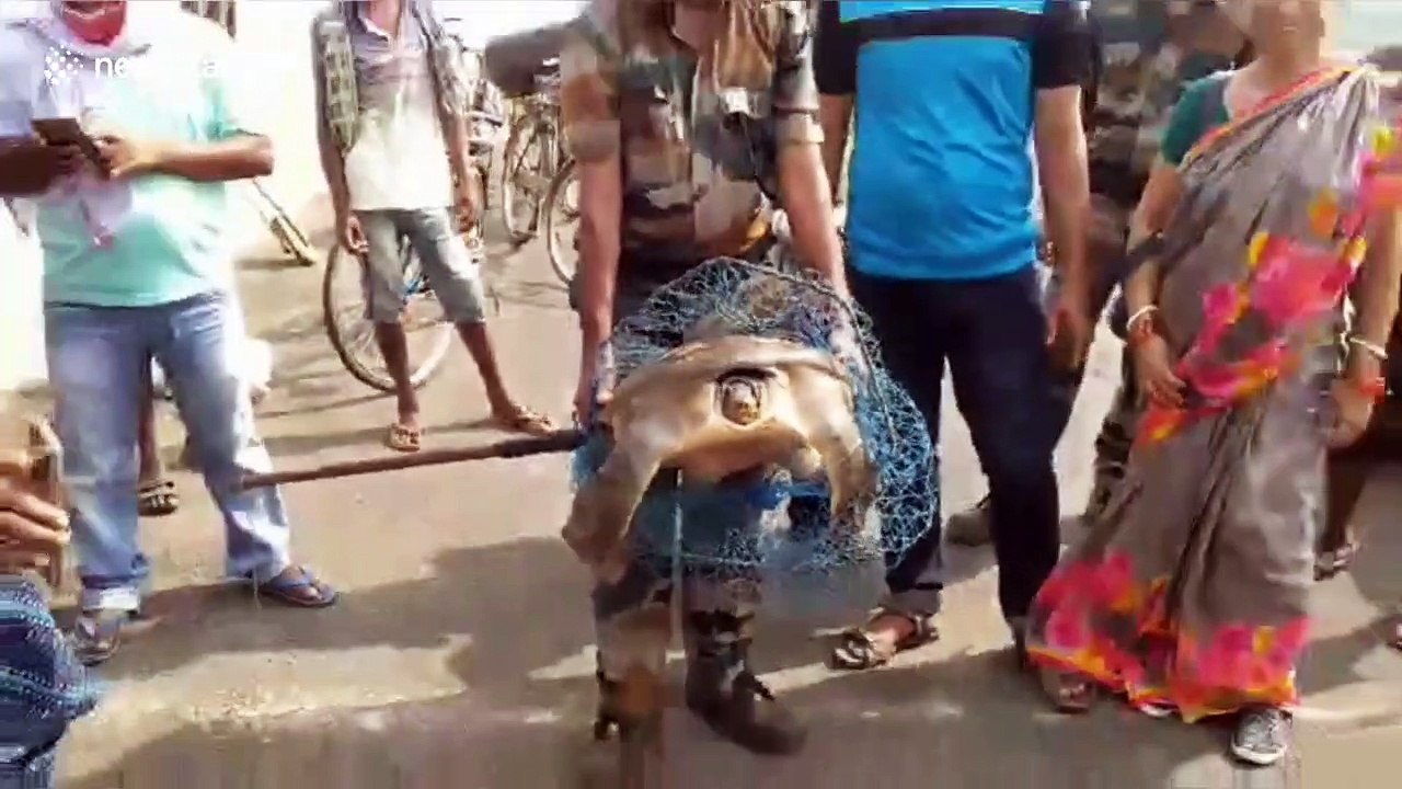 Endangered softshell turtle rescued after being fished up in southeast India