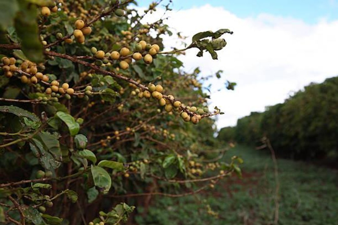 Robusta Coffee Beans May Not Be as Robust Again...
