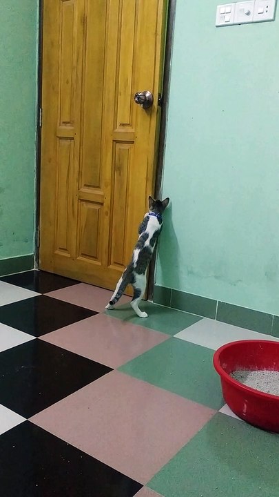 Determined Kitties Successfully Open Door