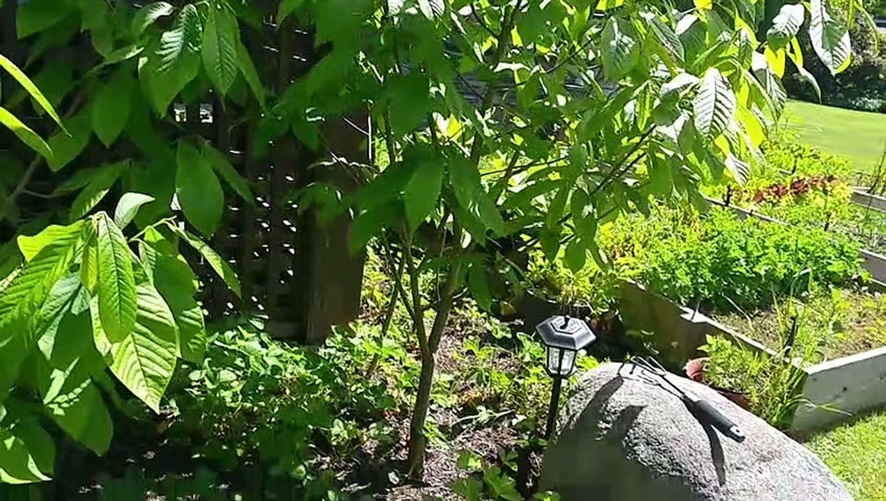 Multi-generational Italian gardener proves ancient Chinese secret of making trees grow faster and bigger with a three tree comparison experiment