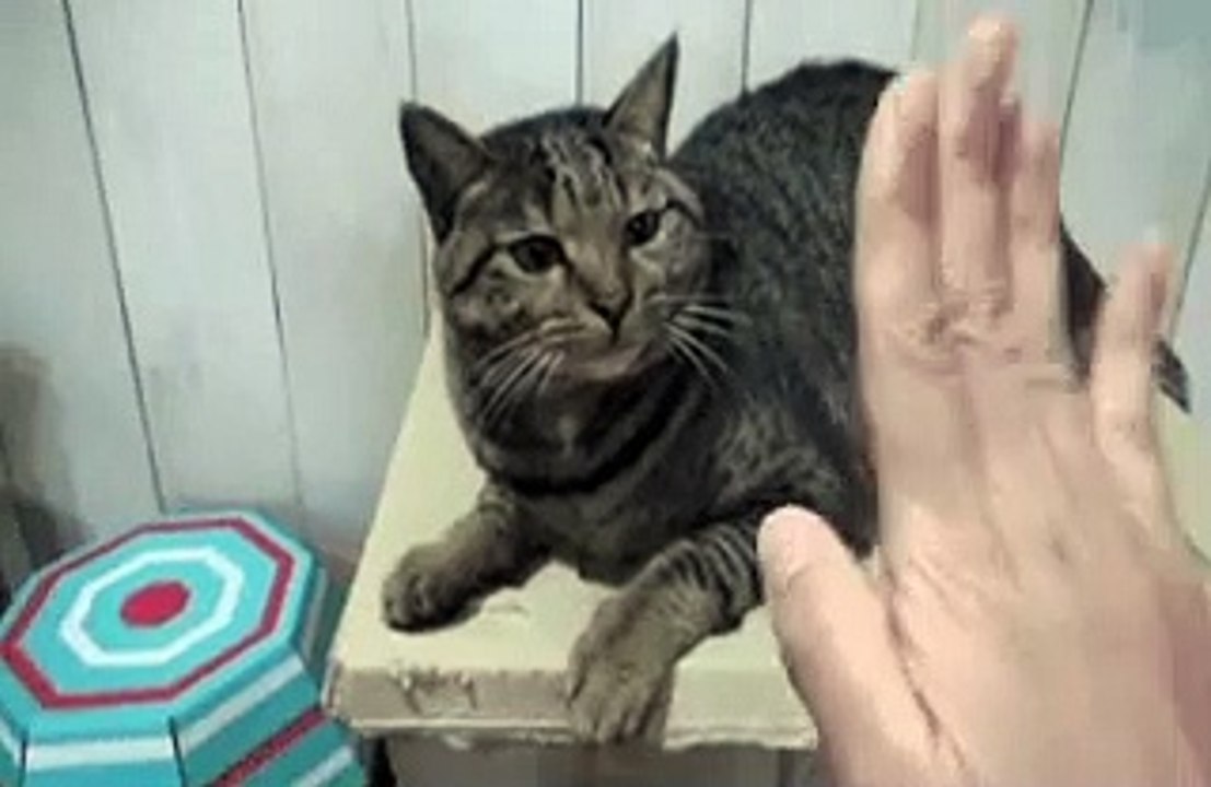 Funny Kitty