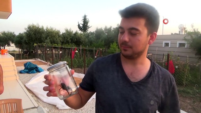 Nadir Görülen Geyik Böceği Osmaniye’de Ortaya Çıktı