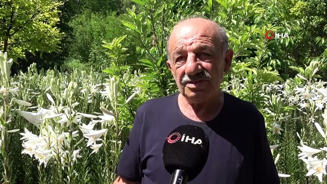 Emekli Olduktan Sonra Ak Zambak Çiçeği Üretmeye Başladı, Yoğun İlgi Gördü