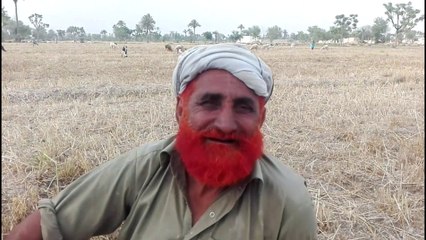 How to work in fields? Meet with a labour King "Mehmood Chandia" From Pakistan