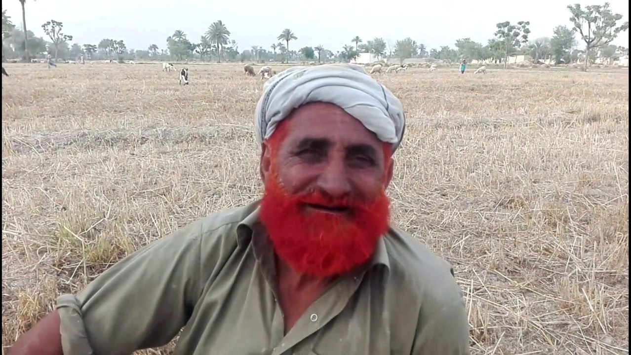 How to work in fields? Meet with a labour King "Mehmood Chandia" From Pakistan