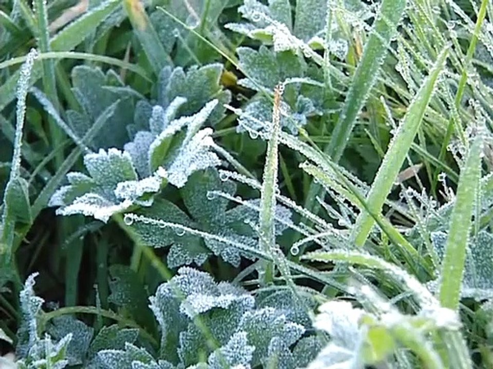Veaux, vaches, cochons... Le quotidien d'une ferme - documentaire animalier