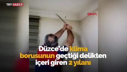 Kartonpiyer kesilerek çıkarılan yılanlarlar doğaya salındı