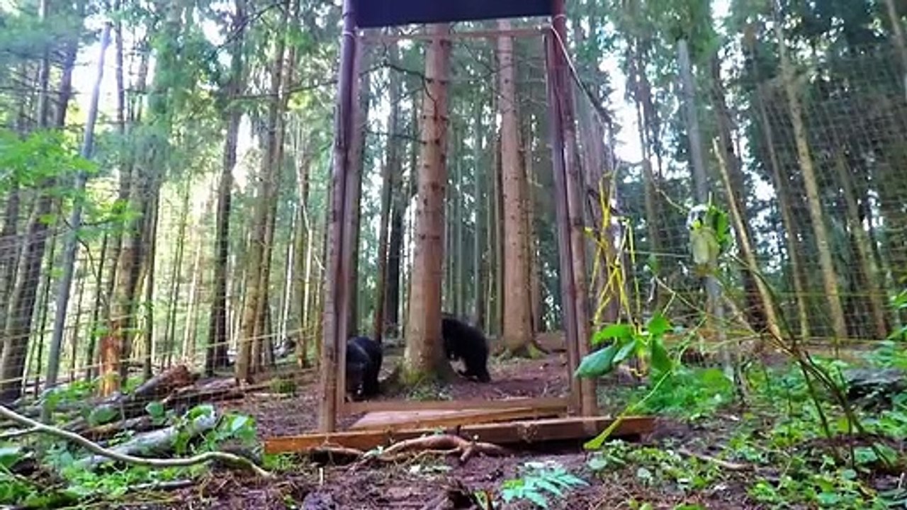 Grizzly Bear Cubs And Me S01E02 prt 1/2