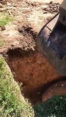 Construction Workers Rescue a Pig from a Hole