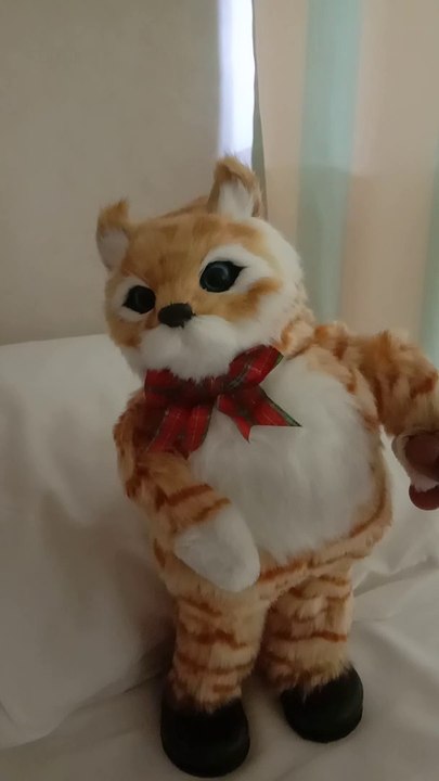 Robert cat dancing