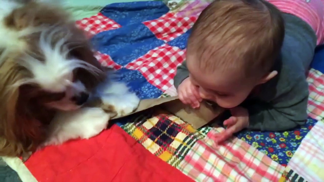 Videos para niños ★ Divertidos videos de comedia para bebés y animales y falla