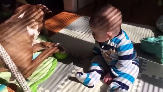 Videos de Risa Animales Perros y Gatos Chistosos CAIDAS Y VIDEOS GRACIOSOS 2020