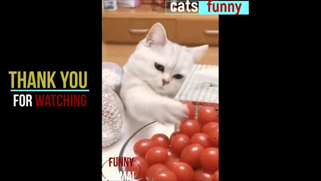 Fun animals do not stop at active cats and dogs. Comedy At Home #funny animal # 12