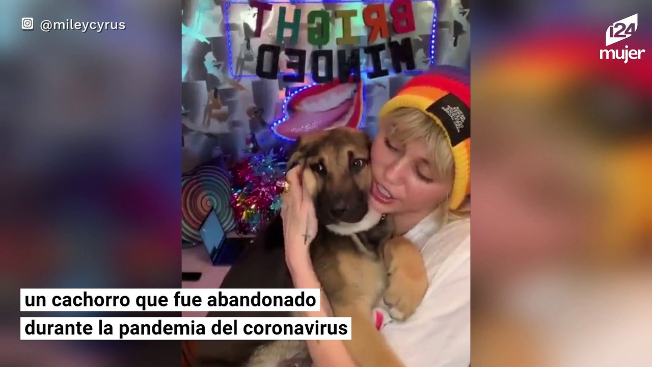 Estas son algunas de las mascotas más consentidas de Hollywood