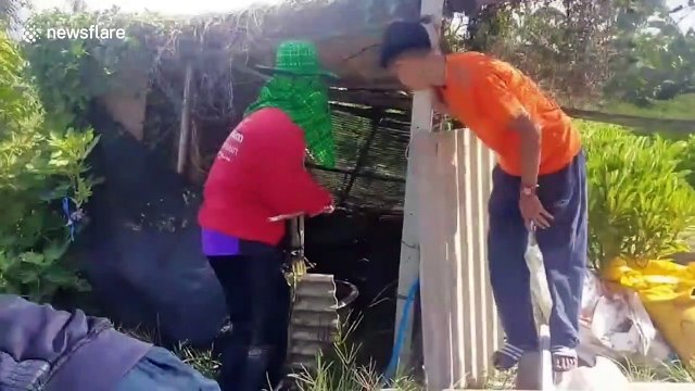 Wild python caught after raiding pig sty in southern Thailand