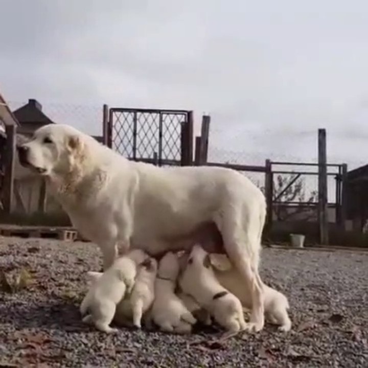 ALABAY COBAN KOPEGi YAVRULARI SABAH BESLENMESi - ALABAI SHEPHERD DOG PUPPiES BREAKFAST