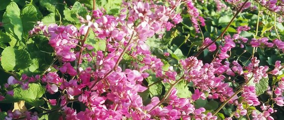 Annie Anjani - Tak Akan Putus Asa (Official Lyric Video)