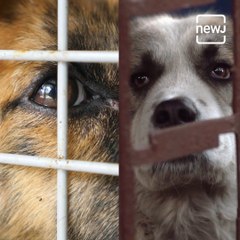 Another Story Of Brutality Against Animals Unfolds, Triggers Nationwide Outrage