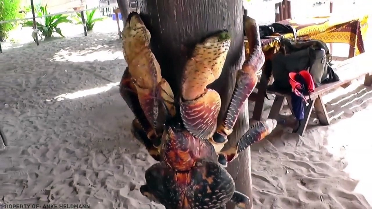 10 Animales Más Inusuales del Mundo- 10 Most Unusual Animals in the World