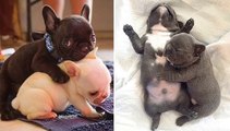 Best Cute French Bulldog Puppies - Funny French Bulldog Puppies Compilation 2020