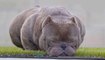 TOP 20  EXOTIC BULLY AND AMERICAN BULLY _ Pitbull Dogs -  Dogs Awesome