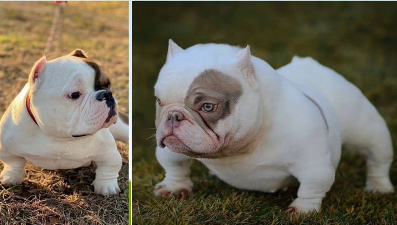 AMERICAN BULLY PUPPIES _ EXOTIC BULLY DOG _ MOST BEAUTIFUL EXOTIC BULLY IN THE WORLD