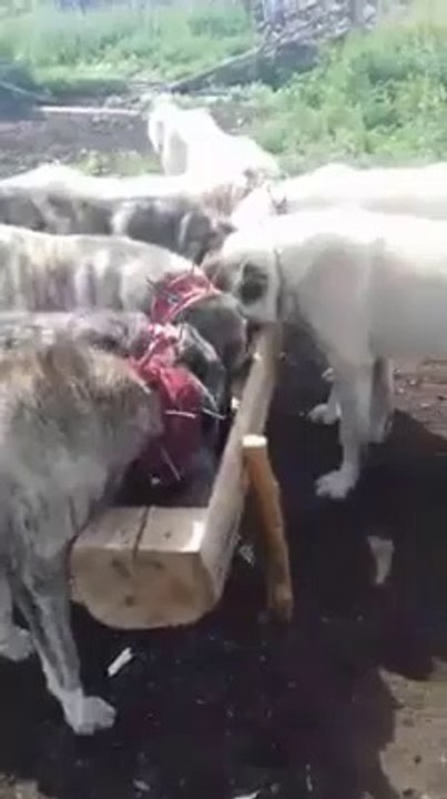 AKBAS KANGAL COBAN KOPEKLERi KAHVALTI SAATi - KANGAL DOG AKBASH DOG BREAKFAST