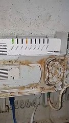 Infestation of German cockroach in Your Home? Call Us Today!