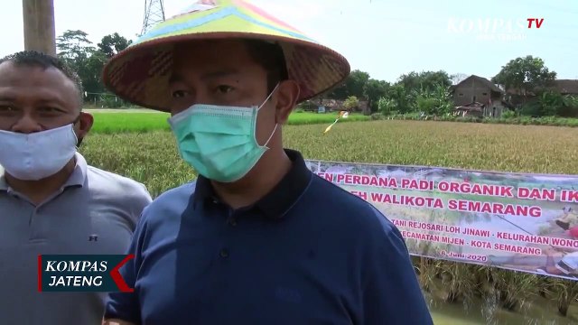 Tanam Padi Sekaligus Pelihara Ikan untuk Ketahanan Pangan