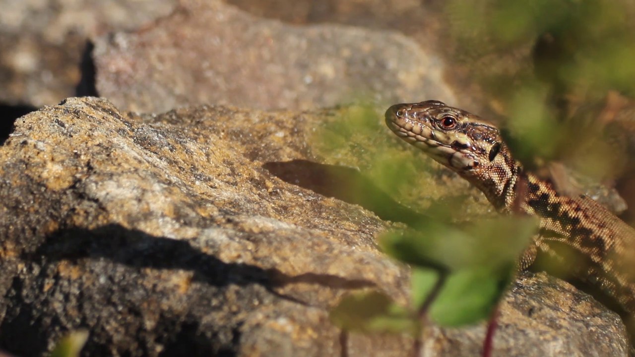 [CITE DES PAYSAGES] - Le lézard des murailles et les travaux de rénovation