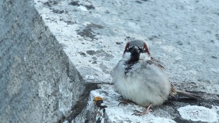 [CITE DES PAYSAGES] - Le moineau domestique pendant les travaux de renovation