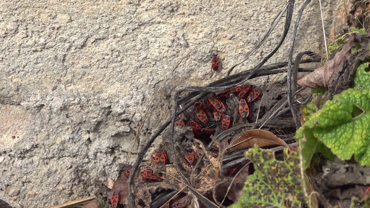 [CITE DES PAYSAGES] - La biodiversité sur les façades