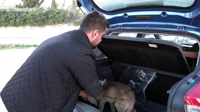 Injured and abused puppy in Jordan rescued and taken to shelter for treatment